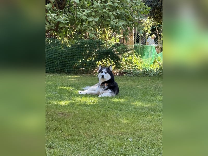Sibirische Husky
