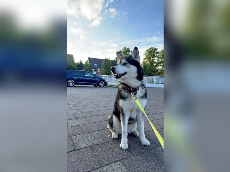 Husky-Hündin, 9 Jahre, sucht liebevolles Zuhause
