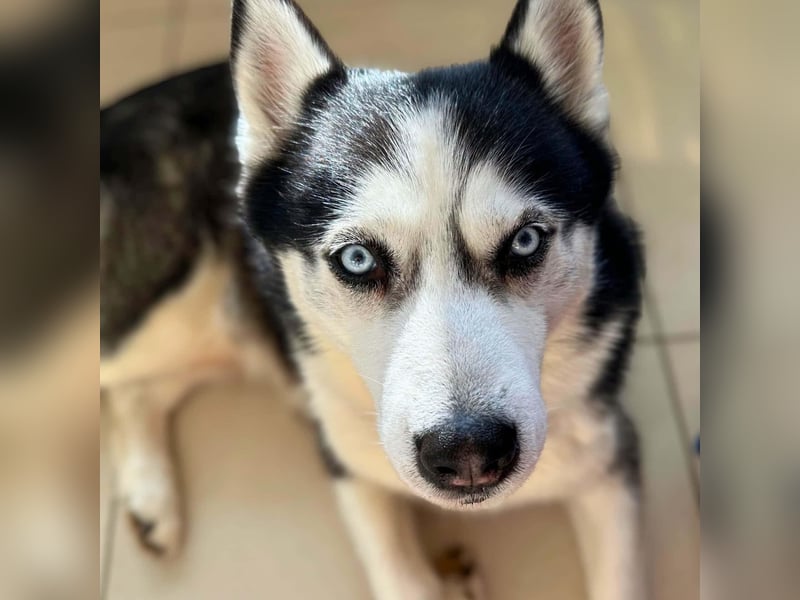 Unkomplizierter Husky-Senior Pascha wartet in 69434 Hirschhorn