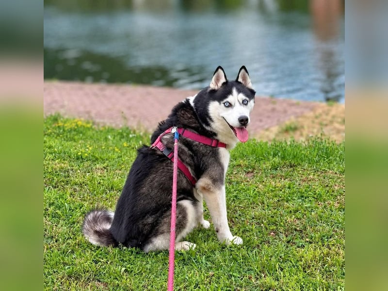 Unkomplizierter Husky-Senior Pascha wartet in 69434 Hirschhorn