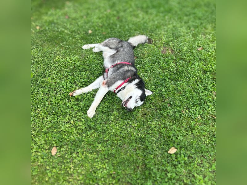 Unkomplizierter Husky-Senior Pascha wartet in 69434 Hirschhorn