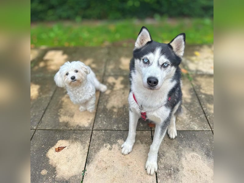 Unkomplizierter Husky-Senior Pascha wartet in 69434 Hirschhorn
