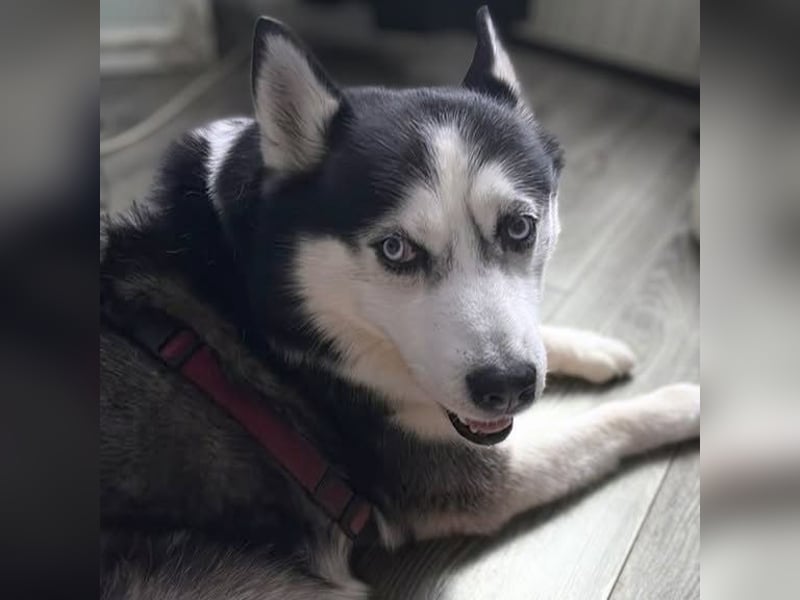 Unkomplizierter Husky-Senior Pascha wartet in 69434 Hirschhorn