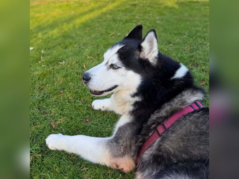 Unkomplizierter Husky-Senior Pascha wartet in 69434 Hirschhorn
