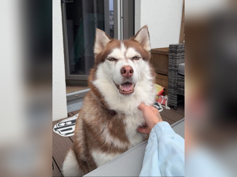 Siberian Husky