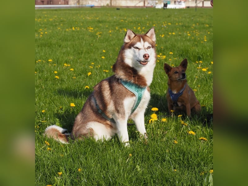 Siberian Husky