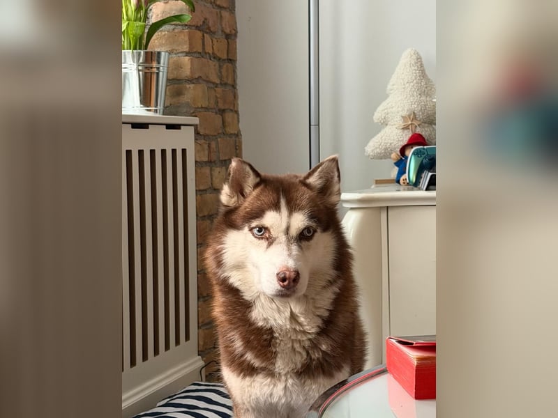Siberian Husky