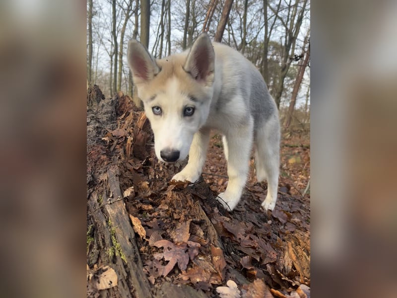 Husky Hündin