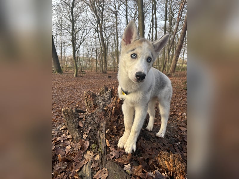 Husky Hündin