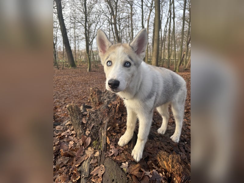 Husky Hündin