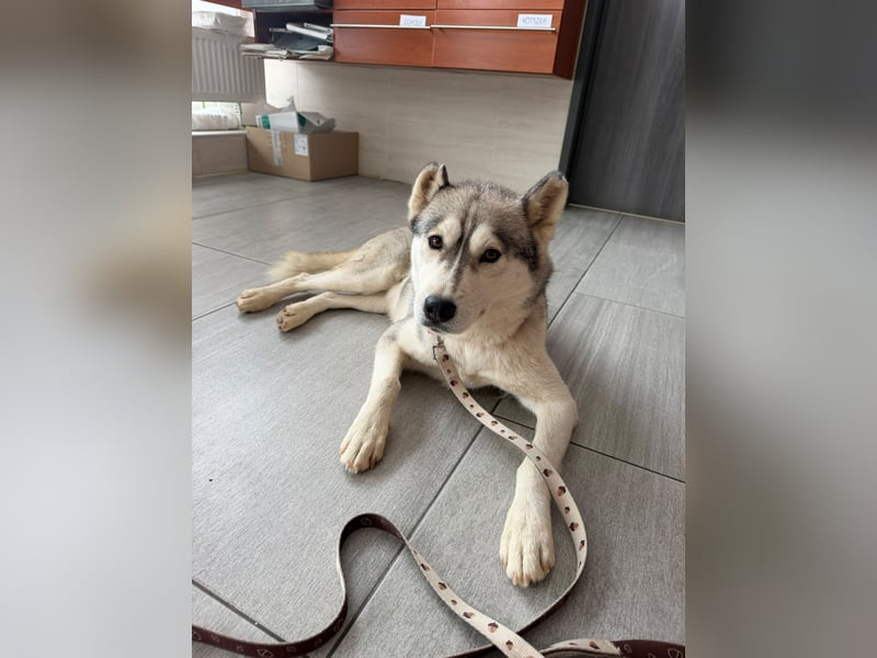 Layla, liebevolle,ruhige Siberian Husky Hündin geb. 06/2025