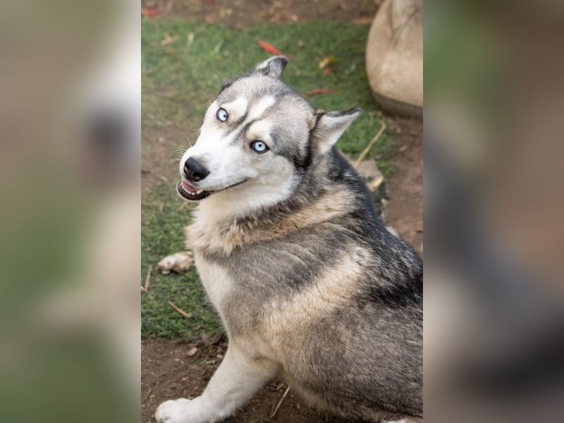 Lordi, liebe, freundliche Siberian Husky Hündin geb. 08/2025