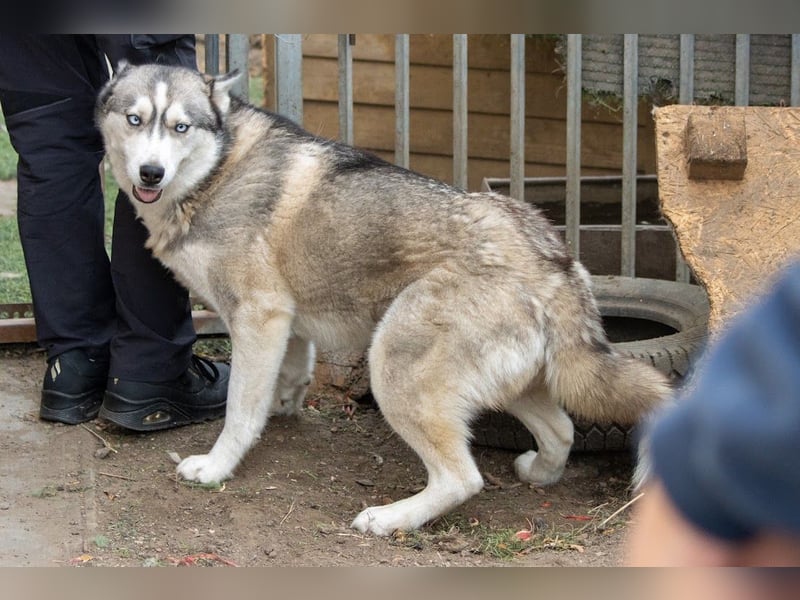 Lordi, liebe, freundliche Siberian Husky Hündin geb. 08/2025
