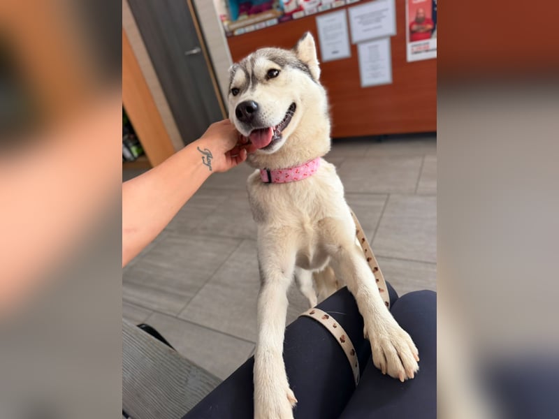 Layla, liebevolle,ruhige Siberian Husky Hündin geb. 06/2025