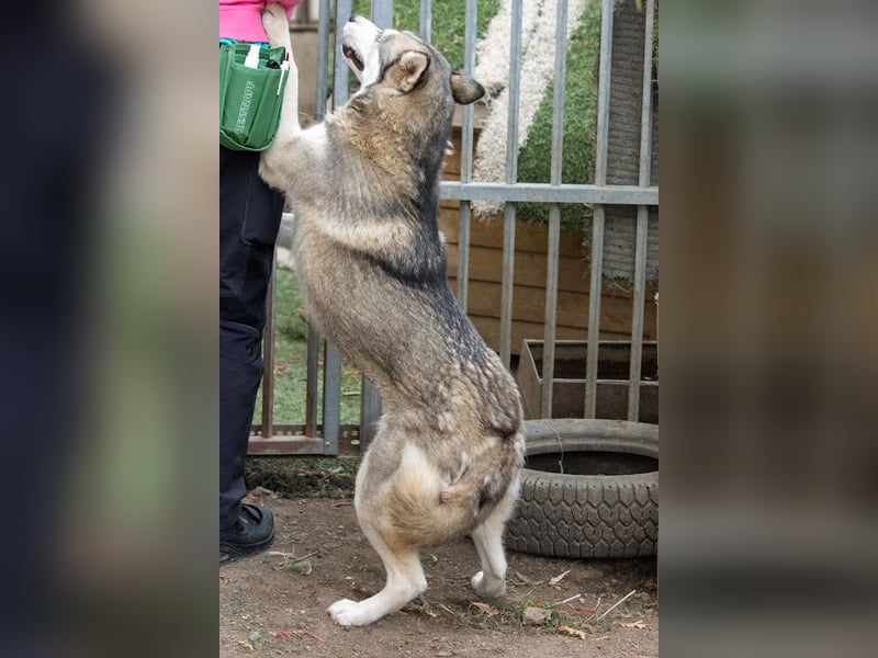 Lordi, liebe, freundliche Siberian Husky Hündin geb. 08/2025