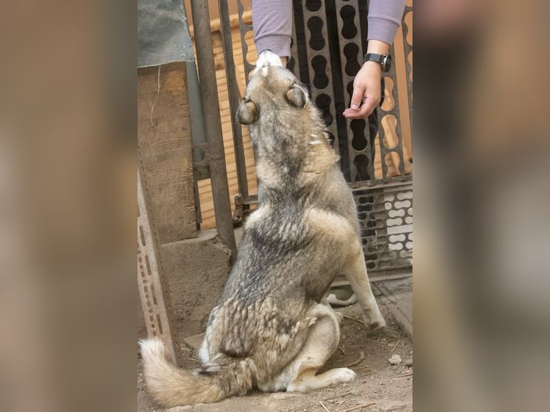 Lordi, liebe, freundliche Siberian Husky Hündin geb. 08/2025