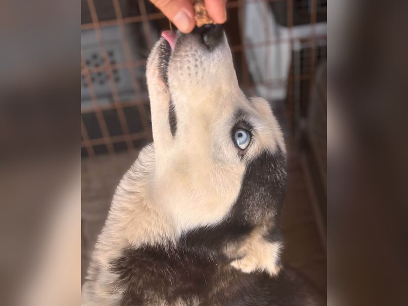 Maya freundliche offene Husky Hündin geb. 01.05.2024