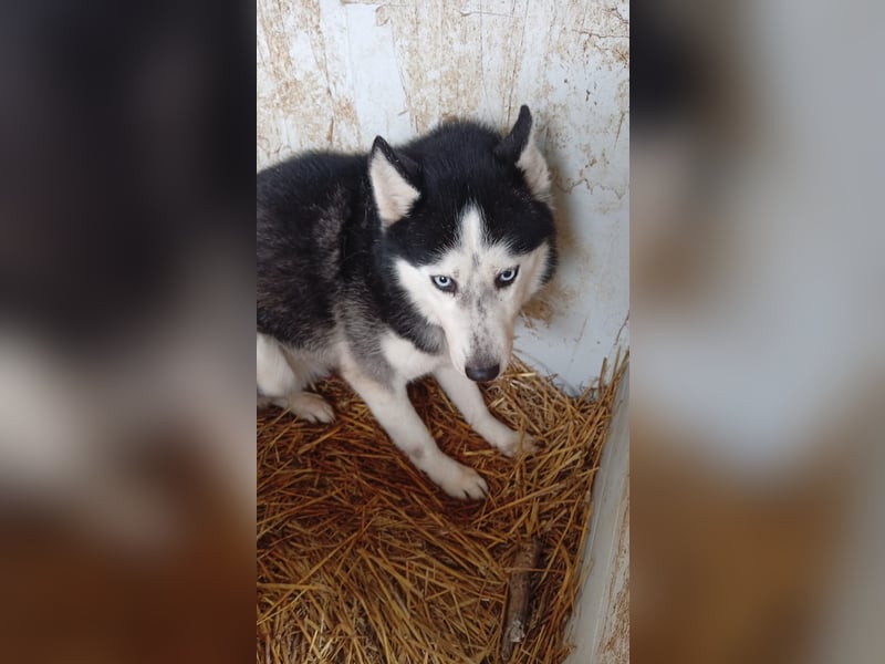 Matra, bildhübsche Sibirian Husky Hündin geb. 2021