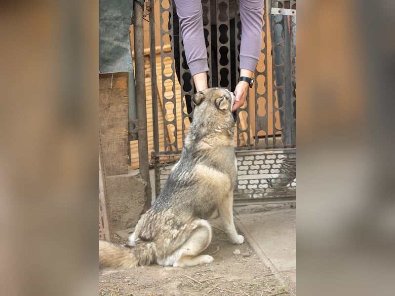 Lordi, liebe, freundliche Siberian Husky Hündin geb. 08/2025