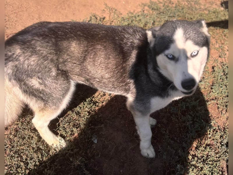 Maya freundliche offene Husky Hündin geb. 01.05.2024