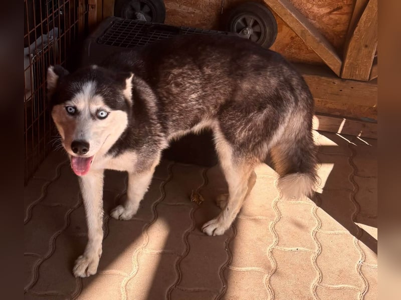 Maya freundliche offene Husky Hündin geb. 01.05.2024