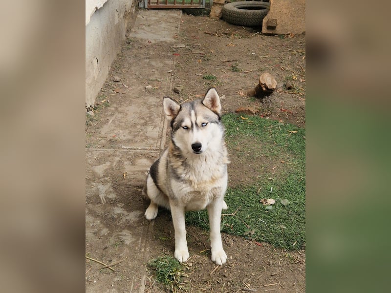 Lordi, liebe, freundliche Siberian Husky Hündin geb. 08/2025