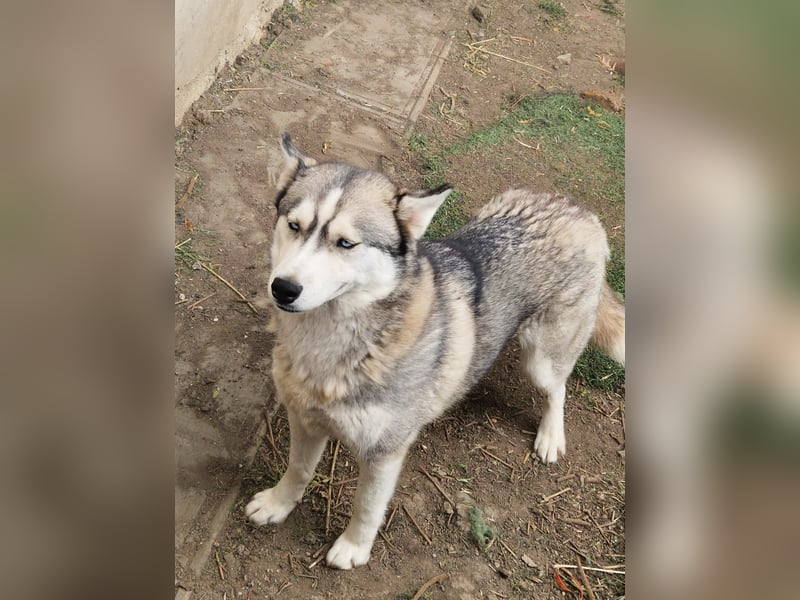 Lordi, liebe, freundliche Siberian Husky Hündin geb. 08/2025