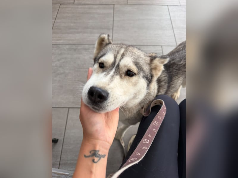 Layla, liebevolle,ruhige Siberian Husky Hündin geb. 06/2025