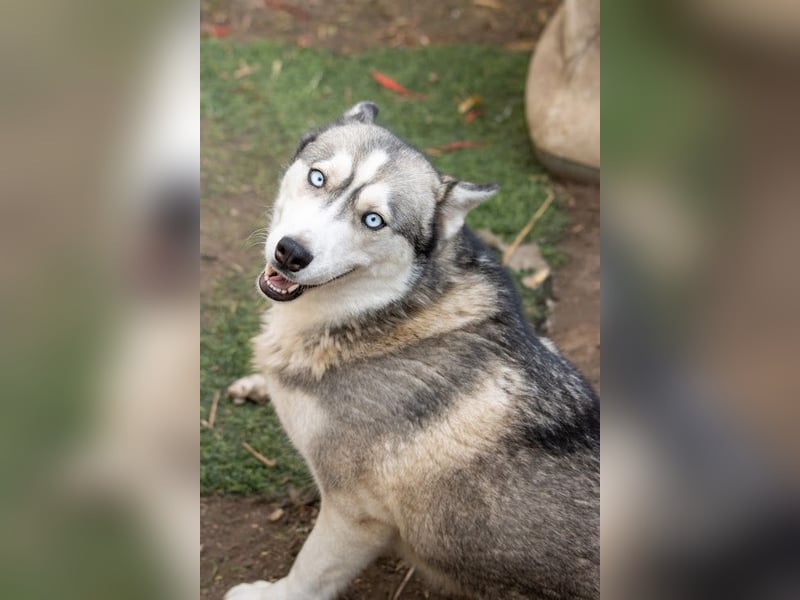 Lordi, liebe, freundliche Siberian Husky Hündin geb. 08/2025
