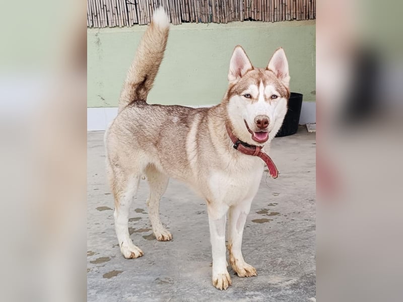 Shiva - sanfte Huskyseele mit blauen Augen sucht ihr Herzenszuhause