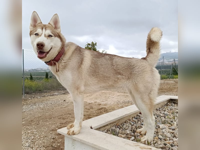 Shiva - sanfte Huskyseele mit blauen Augen sucht ihr Herzenszuhause