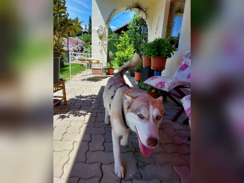 Shiva - sanfte Huskyseele mit blauen Augen sucht ihr Herzenszuhause
