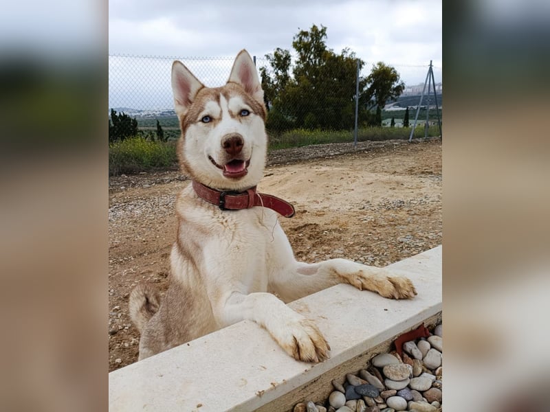 Shiva - sanfte Huskyseele mit blauen Augen sucht ihr Herzenszuhause