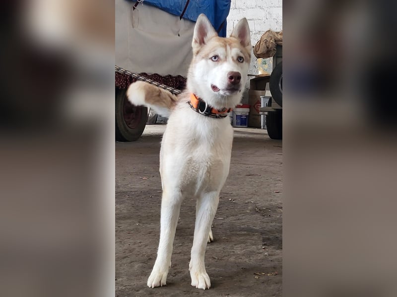 Shiva - sanfte Huskyseele mit blauen Augen sucht ihr Herzenszuhause
