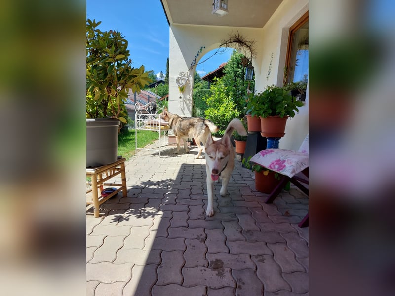 Shiva - sanfte Huskyseele mit blauen Augen sucht ihr Herzenszuhause