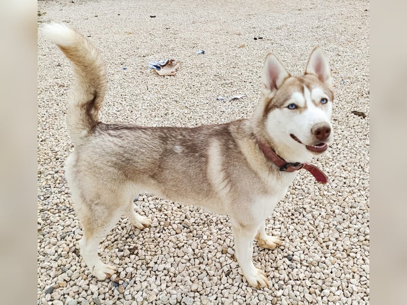 Shiva - sanfte Huskyseele mit blauen Augen sucht ihr Herzenszuhause