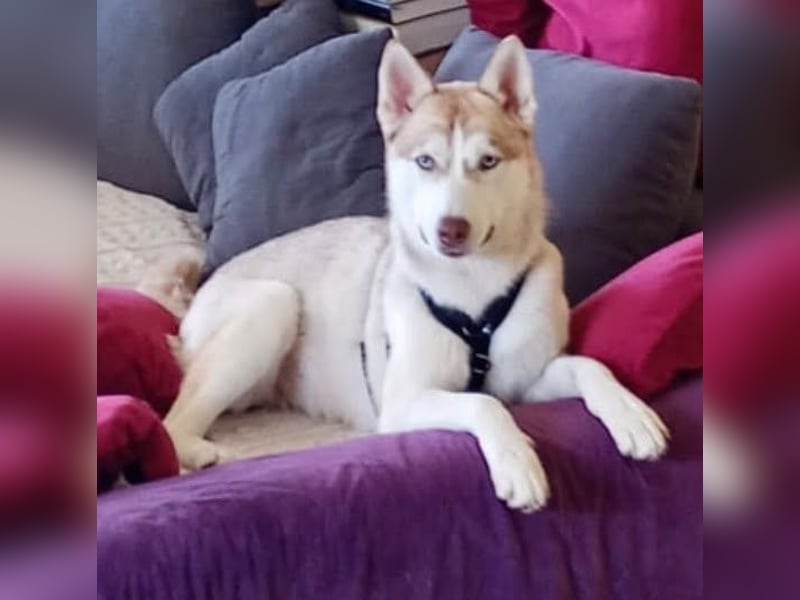 Shiva - sanfte Huskyseele mit blauen Augen sucht ihr Herzenszuhause