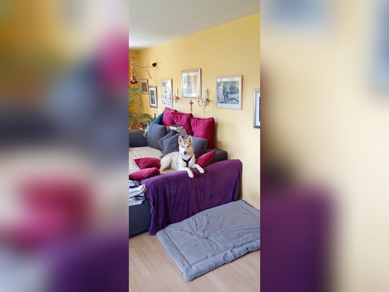 Shiva - sanfte Huskyseele mit blauen Augen sucht ihr Herzenszuhause