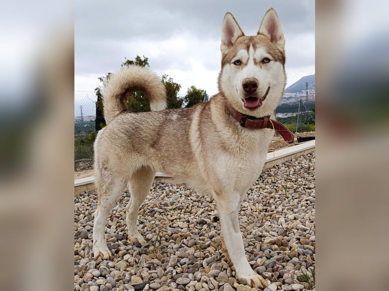 Shiva - sanfte Huskyseele mit blauen Augen sucht ihr Herzenszuhause