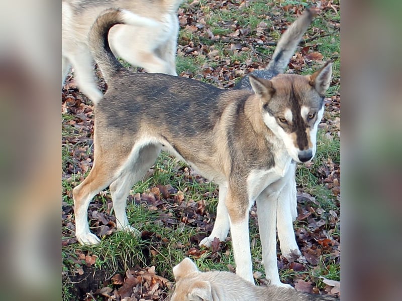Suche Schwarz-Braun-Weiße Siberian Husky Hündin