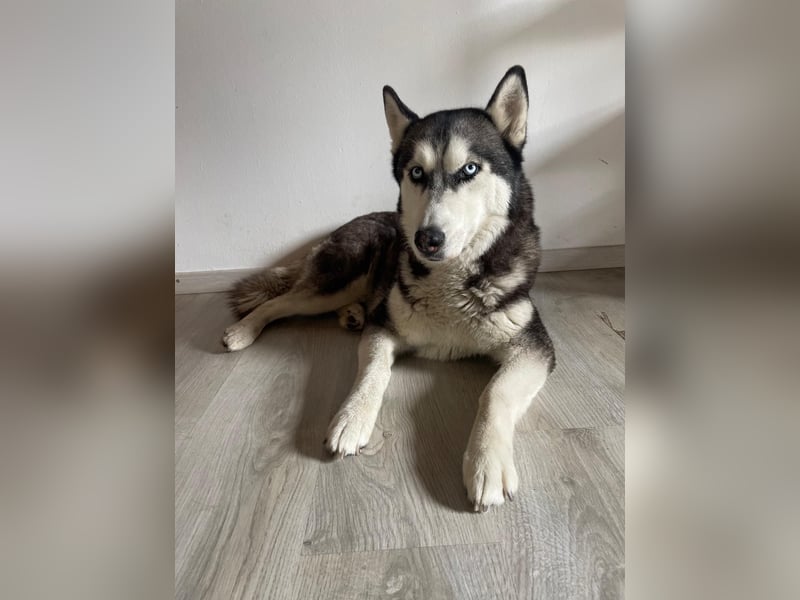 Eira: Eine Seele von Husky sucht ihr endgültiges Glück