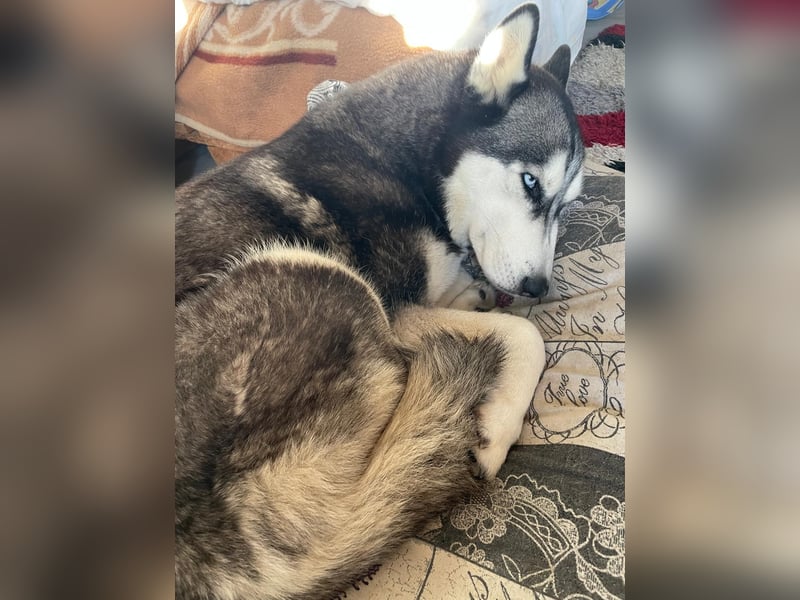 Eira: Eine Seele von Husky sucht ihr endgültiges Glück