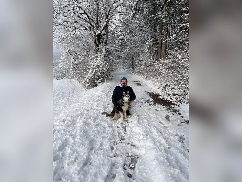 Eira: Eine Seele von Husky sucht ihr endgültiges Glück