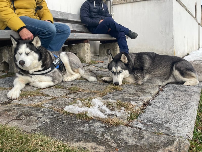 Eira: Eine Seele von Husky sucht ihr endgültiges Glück