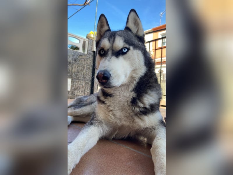 Eira: Eine Seele von Husky sucht ihr endgültiges Glück