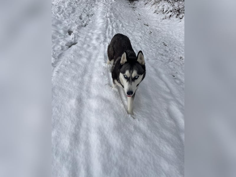 Eira: Eine Seele von Husky sucht ihr endgültiges Glück