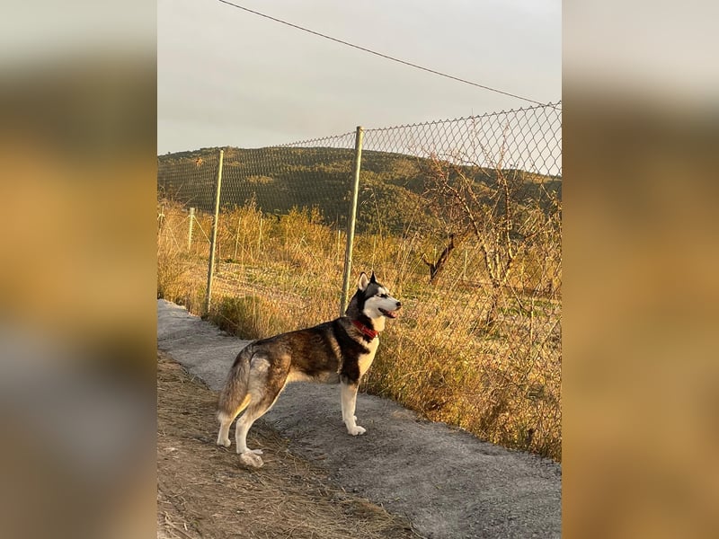 Eira: Eine Seele von Husky sucht ihr endgültiges Glück