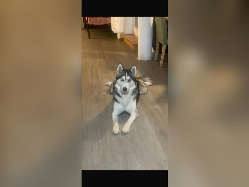 Reinrassiger Husky-Rüde sucht eine liebevolles Zuhause.