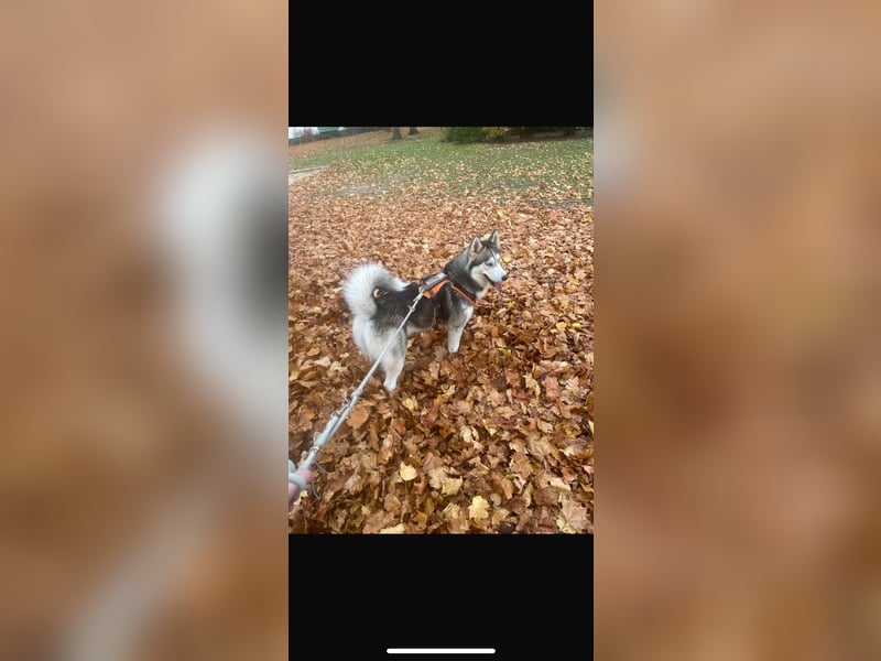 Reinrassiger Husky-Rüde sucht eine liebevolles Zuhause.