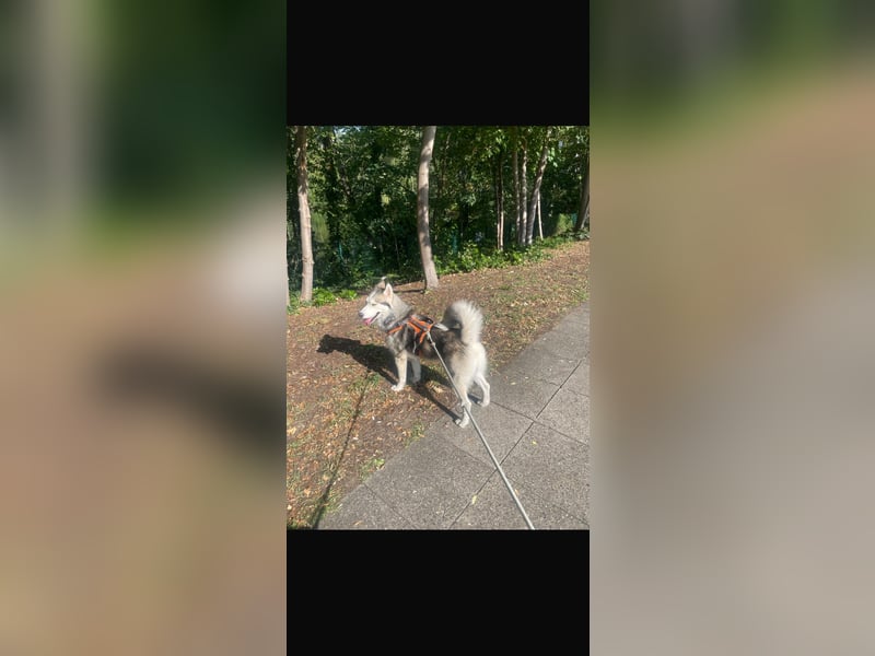 Reinrassiger Husky-Rüde sucht eine liebevolles Zuhause.
